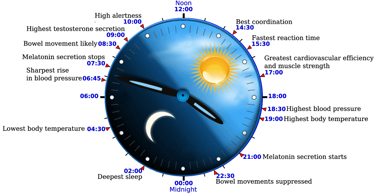 The Science Of Circadian Rhythm LED Lighting